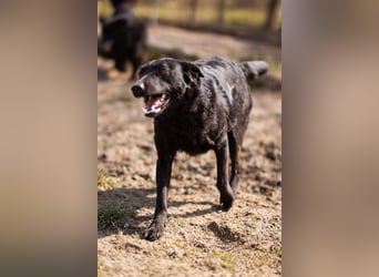 Kim ❤️ so sanfte, liebevolle Hundedame!