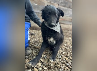 CHI CHI❤️sanfter Kroat. Schäfi-Mix-Bub sucht Liebe und seine Familie!
