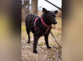 Maxima ❤️ so kuschlige, liebe Junghündin