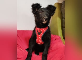 Bailey ❤️ verschmuste, liebe Kroat. Schäfi-Mix Fellnase