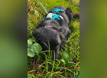 GORDI❤️soziale Familienhündin wartet bereits in 78247 Schlatt am Randen