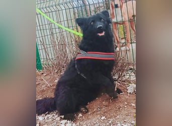 Fellschatz Milly liebt auch Katzen