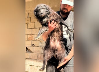 Flynn ❤️ offener, verspielter Kroat. Schäfi-Mix Rüde