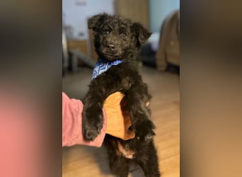 Bore ❤️ aktiver, junger Schäfi-Mix-Bub