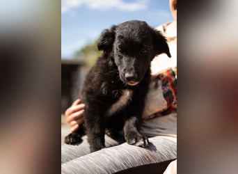 Levi ❤️ neugieriger, so lieber Welpenbub