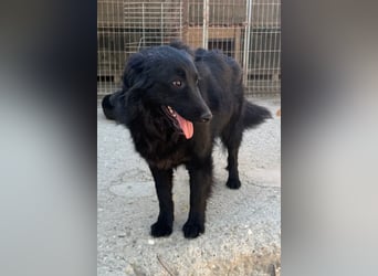 Duke ❤️ aktiver, verschmuster Kroat. Schäferhund-Mix-Rüde!