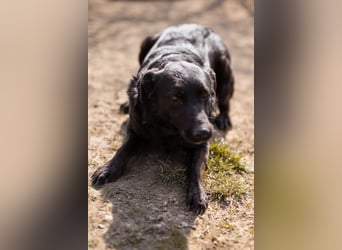 Klara ❤️ frohe, temperamentvolle Kroat. Schäfi-Mix Hündin!