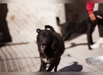 Flynn ❤️ offener, verspielter Kroat. Schäfi-Mix Rüde