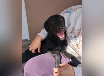 MILA❤️Labbi-Kroat.Schäferhündin-Mix: neugierig, klug & liebevoll MILA❤️Labbi-Kroat.Schäferhündin-Mix: neugierig, klug & liebevoll