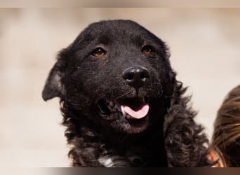 Flynn ❤️ offener, verspielter Kroat. Schäfi-Mix Rüde