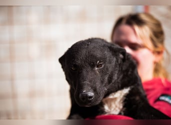 Felix ❤️ froher, süßer, aktiver Mix-Bub!