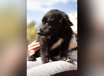 Levi ❤️ neugieriger, so lieber Welpenbub