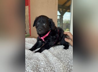 ♥Jasmina♥ zarte Welpin sucht ihre Familie