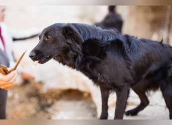 Duke ❤️ aufgeweckter, junger Kroat. Schäferhund-Mix-Bub!