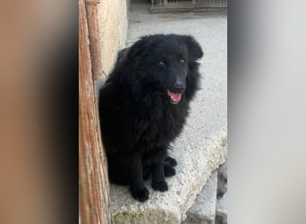 Duke ❤️ aktiver, verschmuster Kroat. Schäferhund-Mix-Rüde!