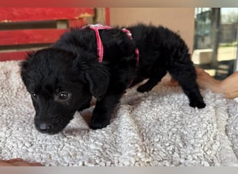 ♥Jasmina♥ zarte Welpin sucht ihre Familie