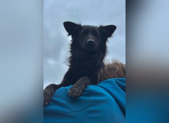 Tila ❤️ schmusige, so freundliche Hündin