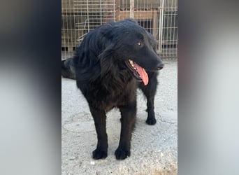 Duke ❤️ aktiver, verschmuster Kroat. Schäferhund-Mix-Rüde!