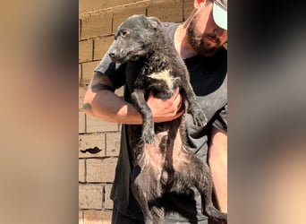 Vinn ❤️ schmusiger, süßer Bub sucht Liebe