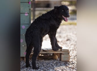 Jungrüde Chandler ♥️ aktiv, klug, freundlich