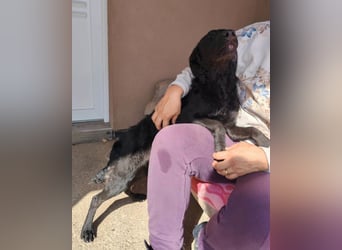 MILA❤️Labbi-Kroat.Schäferhündin-Mix: neugierig, klug & liebevoll