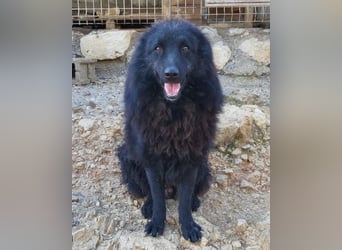 LENZI❤️unser kroat. Schäferhund-Mix-Rüde ist ein wahrer Sonnenschein!