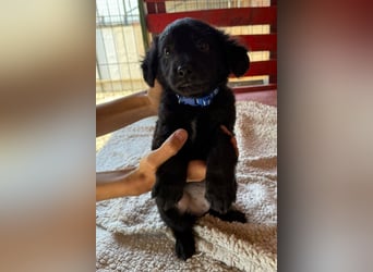 Little ♥Lenny♥ sucht seine treue Familie