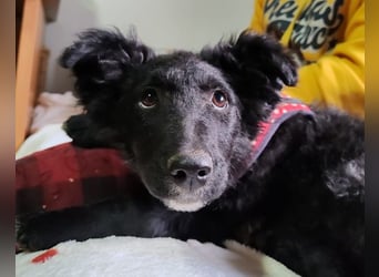 Bailey ❤️ verschmuste, liebe Kroat. Schäfi-Mix Fellnase