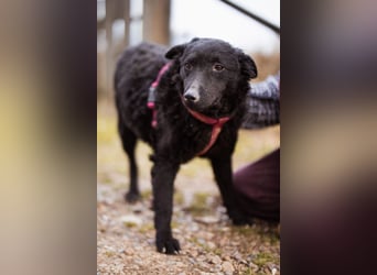 Maxima ❤️ so kuschlige, liebe Junghündin