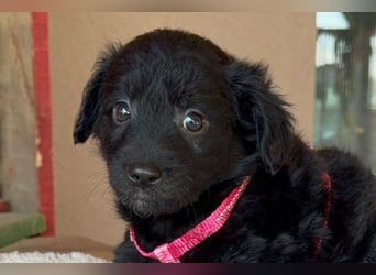 ♥Jasmina♥ zarte Welpin sucht ihre Familie