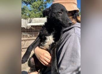 Archie ❤️ so froher, aktiver Hundebub