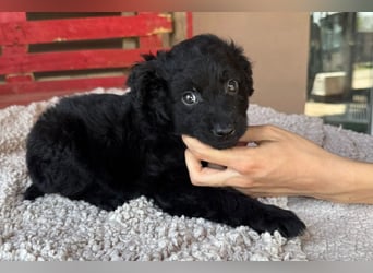 Leon ❤️ so lieber, verschmuster Welpenbub