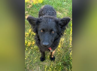 Ayla ❤️ liebe, sensible junge Hundedame