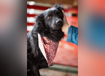 Liebste ♥Lyra♥ zauberhafte, charmante, liebenswerte Junghündin auf 3 Beinen