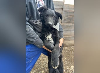 CHI CHI❤️sanfter Kroat. Schäfi-Mix-Bub sucht Liebe und seine Familie!