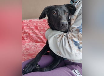 MILA❤️Labbi-Kroat.Schäferhündin-Mix: neugierig, klug & liebevoll