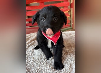 Levi ❤️ neugieriger, so lieber Welpenbub