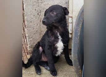 Kroat.Schäfi-Mix ♥Archie♥ fröhlicher, kuschliger, aktiver Bub