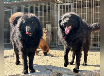 LENZI❤️sanfter Herzenshund wartet schon in 22559 Hamburg auf seine Für-Immer-Familie!