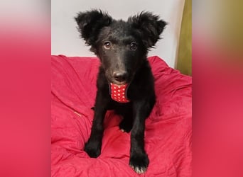 Bailey ❤️ verschmuste, liebe Kroat. Schäfi-Mix Fellnase