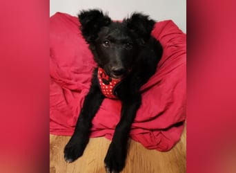 Bailey ❤️ verschmuste, liebe Kroat. Schäfi-Mix Fellnase