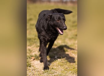 Kim ❤️ so sanfte, liebevolle Hundedame!