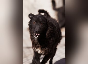 Flynn ❤️ offener, verspielter Kroat. Schäfi-Mix Rüde