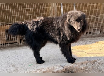 GORDI❤️liebes, verschmustes kroat. Schäferhund-Mix-Mädel