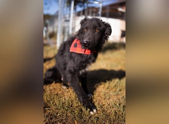 CHI CHI❤️sanfter Kroat. Schäfi-Mix-Bub sucht Liebe und seine Familie!