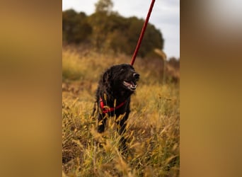 Bailey ❤️ verschmuste, liebe Kroat. Schäfi-Mix Fellnase