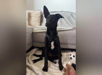 Lino ❤️ wartet in 21465 Wentorf auf deinen Besuch