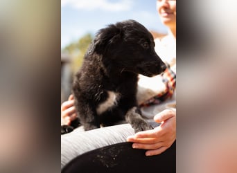Levi ❤️ neugieriger, so lieber Welpenbub