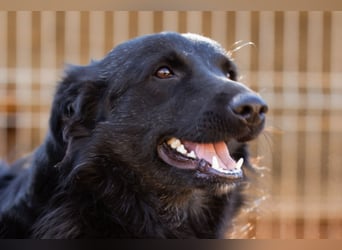 Duke ❤️ aktiver, verschmuster Kroat. Schäferhund-Mix-Rüde!