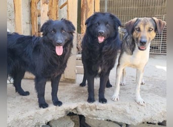 GORDI❤️liebes, verschmustes kroat. Schäferhund-Mix-Mädel